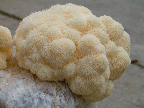 Korálovec ježatý